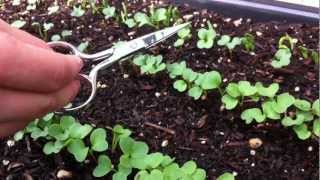 How to thin radish seedlings [upl. by Leventis]