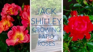 Growing Roses In Containers  Jack Shilley [upl. by Monah]