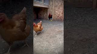 Odelay farm petchickens viral cute funnyanimal poules granja gallinas rooster rooster [upl. by Faustena]