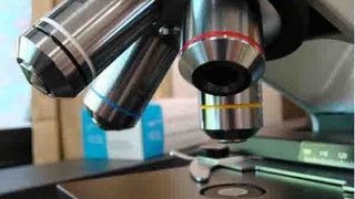 How To Use a Compound Light Microscope Biology Lab Tutorial [upl. by Noslen]