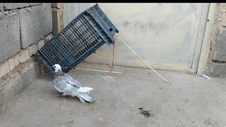 Pigeon trap how to trap pigeons [upl. by Maccarone]