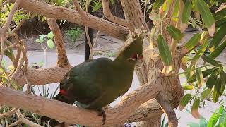 Birds of the world  45  Schalow Turaco  Livingstone Turaco [upl. by Ynohtn]