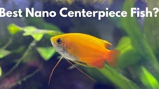 Honey Gourami care guide for beginners [upl. by Ahsenod]