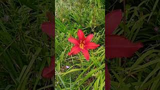 Cyrtanthus elatus Viral Shorts Flowers Viralvideo Naturalezasalvaje [upl. by Ciprian]