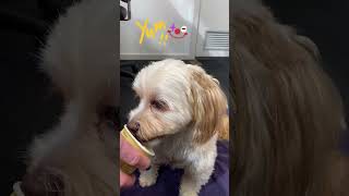 Cavoodle eating dog yogurt [upl. by Idola]