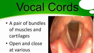 The Speech Mechanism  Speaking Process [upl. by Cowles]