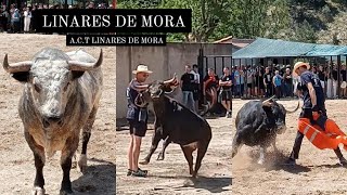 Linares de Mora 290624 Matinal de Hnos Joven y suelta de dos toros cerriles [upl. by Tedi]