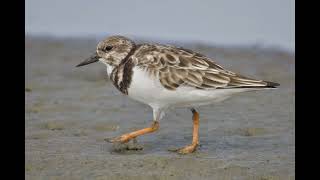 Nature Nugget South Padre Island Mudflats [upl. by Osanna]