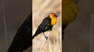 Blackbird with a Yellow Head Have You Seen One 🤔 [upl. by Zerelda536]