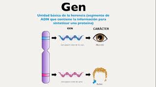 Conceptos e importancia de la genetica cromosoma gen homocigoto heterocigoto herencia dominante [upl. by Suivatnom]