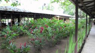 Manatus Hotel  Hotels in the Tortuguero area of Costa Rica [upl. by Pengelly54]