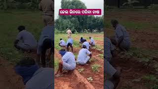 Farming video odia  Pariba chasa odisha [upl. by Nodarse269]