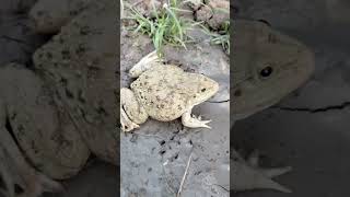 Big green frog is very funny  catch frogs [upl. by Daniel218]