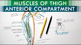 Muscles of the Thigh  Anterior Compartment  Anatomy Tutorial [upl. by Clementis]