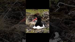 Ostrero euroasiático  Eurasian oystercatcher [upl. by Gladdie926]