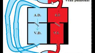 Estructura del corazón y circulación sanguínea [upl. by Neroled]