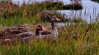 Wildvögel auf Wangerooge [upl. by Akemot620]