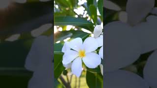 Frangipani Flower 😍💮  Have you seen this flower Viral Trending MyLiittleWorldExplore [upl. by Stover]