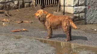 Alluvione i cani di Niardo si aggirano abbaiano per le strade coperte di fango e detriti [upl. by Yle]