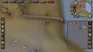 OSRS  Grey Chinchompa Hunting Guide  Quick guide [upl. by Klatt]