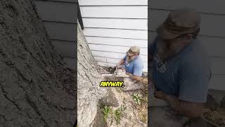 200YearOld Tree Removed with Precision  Shocking Discovery Inside [upl. by Trevar426]