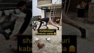 pigeon catching video 👍  pigeontips pigeon kabootar kabootarbazi shorts [upl. by Enalda]