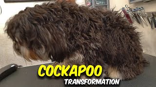 Cockapoo GROOMING Transformation [upl. by Boone497]