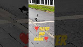 Eine Elster kommt selten alleine 🐦‍⬛❣️🐦‍⬛😊 [upl. by Anelrahc]