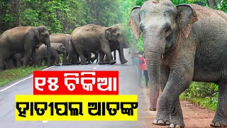 Elephant herd creates havoc in Odishas Athagarh  Kalinga TV [upl. by Marie-Jeanne428]