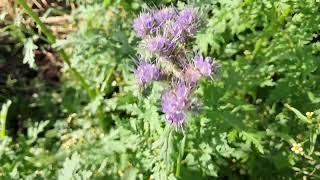 bijen op phacelia [upl. by Estas]