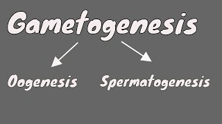 Gametogenesis  Oogeneis  Gametogenesis female  part 1 [upl. by Faythe]