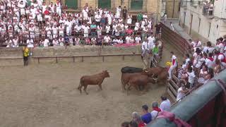 Encierro y Capea  Fiestas Carcastillo [upl. by Neeron]