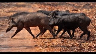 Wild Boar Mating  Tadoba [upl. by Leidba]