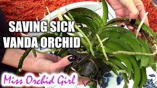 Saving Vanda Orchid with root rot and fungal infection [upl. by Kieran]