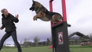 Obedience IPO Trained Versatility German Shepherd [upl. by Clover]