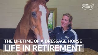 The Lifetime of a Dressage Horse Life in Retirement [upl. by Alda]