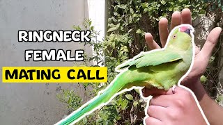 Indian ringneck parrot female mating call [upl. by Amaleta636]