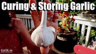 How To Store Garlic  Preparing Garlic for Long Term Storage [upl. by Hulburt983]