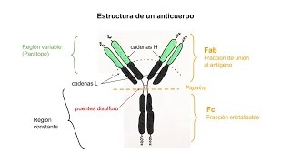 Inmunología 04  Anticuerpos Estructura y tipos [upl. by Peri150]