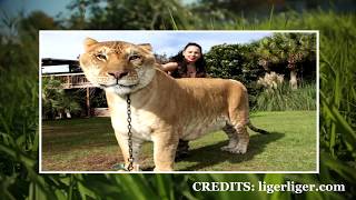 IS IT ETHICAL TO BREED GIANT HYBRID LIGERS AND TIGONS [upl. by Cedric361]