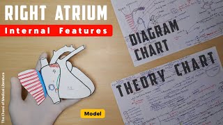 Right Atrium Anatomy Interior  Part 1  Atrium Proper and Sinus Venarum  TCML [upl. by Cida]