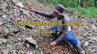 MEMBUKA LAHAN MENANAM BIBIT JABON  Anthocephalus Cadamba Miq  Bagian 2 [upl. by Naig302]