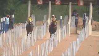 CORRIDA DE CAVALOS  PIRIQUITO FLY x BRISA FOREST BLU [upl. by Coleen618]