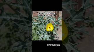 Papaveraceae Angiospermic familiesII Prickle PoppyPart1 youtubeshorts science [upl. by Kenney]