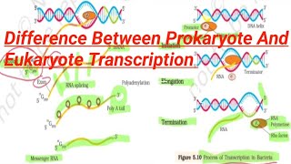 Difference Between Prokaryote And Eukaryote Transcription12BIOLOGY [upl. by Uphemia372]