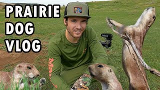 Prairie Dogs Eating and Screaming  Wildlife Photography VLOG [upl. by Einnod]