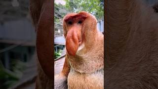 Long nose reason ☹️ shorts facts proboscismonkey [upl. by Uoliram]