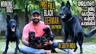 Black German Shepherd  Vickies Greeny [upl. by Henryson]