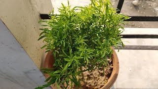 Aralia Plant Care Hindi  How To Grow and Care Aralia Plant in Pots  Golden Aralia [upl. by Hildegard]