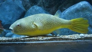 Giant Freshwater Pufferfish  Mbu Pufferfish Tetraodon mbu SEA Aquarium Singapore [upl. by Patt]